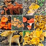 pfifferlinge - wintergemüse balkon pflanzensamen deko balkon balkonpflanzen winterhart - Seltene 750samen