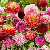 Dahlien Knollen Super Kollektion, 10 Riesen Dahlien Blumenzwiebeln Mischung aus Holland, echte große Dahlien Pflanzen mit Blumen für Garten und Töpfe (kein Samen, nicht künstlich und winterhart)