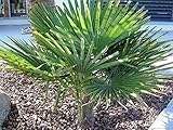 RARITÄT Frostharte Hanfpalme Trachycarpus Ukhrulensis Größe bis 100 cm. aus dem Gebirge von Manipur bis - 20 Grad