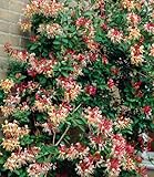 BALDUR Garten Duft Geißblatt 'Henry', Lonicera immergrün,1 Pflanze, immergrüne Kletterpflanze, klettert ca. 3 6 Meter hoch, pflegeleicht, winterhart, mehrjährig, ideal für Fassaden, Zäune & Kübel