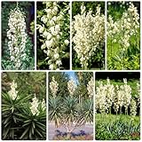 30 pcs yucca palme winterhart samen, yucca palmlilie, bäume kaufen, hochbeet pflanzen winterhart, bio samen baumsamen, pflanzensamen geschenk pflanzen samen indoor, gartenpflanzen