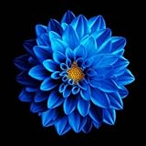 AMOLED Dark Wallpapers